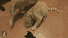 In Your Cups GIF - Cat Cup Fail GIFs