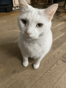 a white cat is standing on a wooden floor looking at the camera