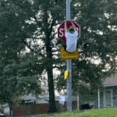 a man is hanging from a stop sign with a yellow sign below it that says does not stop