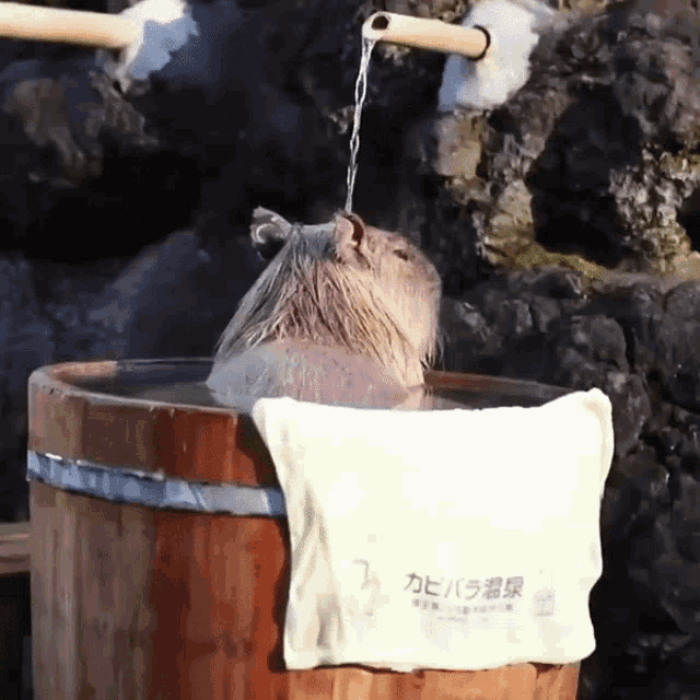 its a capybara anime girl meme｜TikTok Search