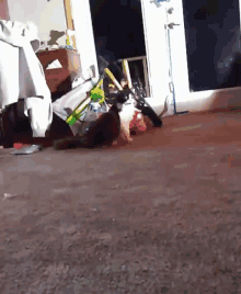 a cat is laying on the floor in front of a bicycle