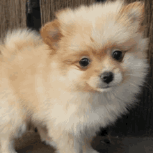 Pomeranian Dog Dog GIF