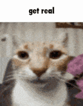 Get Real Get Real Cat GIF - Get Real Get Real Cat Swibux GIFs