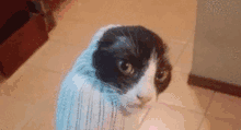 Glumbo Cat GIF - Glumbo Cat GIFs