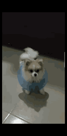 Zhiny Dog GIF - Zhiny Dog Cute GIFs