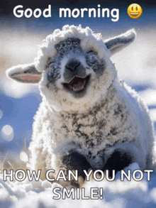 a picture of a smiling sheep with the words " good morning how can you not smile "