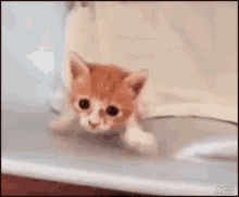 Kitten Funny Animals GIF