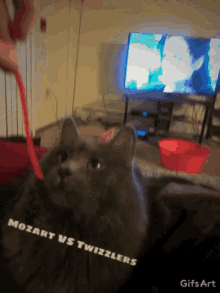 Cat Vs Twizzlers Cat Face GIF - Cat Vs Twizzlers Cat Face Hungry GIFs