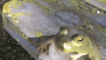 Funny Frog GIF - Funny Frog Frog Meme GIFs