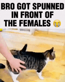 Bro Just Spunned In Front Of The Females Cat GIF - Bro Just Spunned In Front Of The Females Cat Cat Spin GIFs