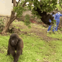 Smooth Landing Protecting Orphaned Gorillas GIF - Smooth Landing Protecting Orphaned Gorillas Mission Critical GIFs