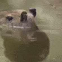Capybara Floating GIF - Capybara Floating Capybara Floating GIFs