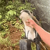 a person is petting a monkey on a tire in the jungle .