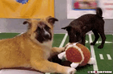 Puppy Steals Toy From Another Puppy GIF - Steal Stolen Thief GIFs