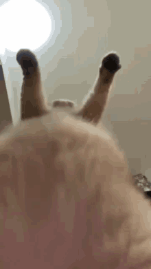 Cat Hump Cat GIF - Cat Hump Cat Cat Humping GIFs