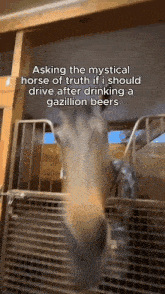 a horse is sticking its head out of a fence with a caption that says asking the mystical horse of truth