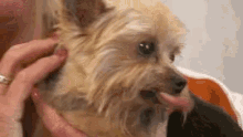 a woman is holding a small dog with its tongue out .