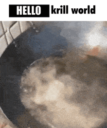 a close up of a pot of water with the words `` hello krill world '' written on it .