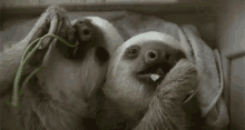 Sloth Babies GIF - Cute Sloth Babies GIFs