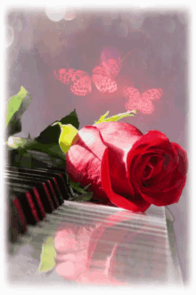 Happy Day Red Rose GIF - Happy Day Red Rose Blossoming GIFs