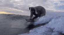 phant elephant surfing