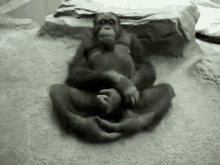 Gorilla GIF - Gorilla GIFs