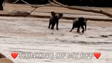 Baby Elephants GIF - Baby Elephants Sprint GIFs