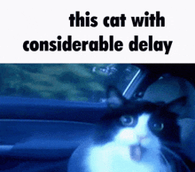 Post This Cat Delay GIF - Post This Cat Delay Considerable GIFs