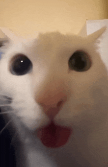 a close up of a white cat 's face with its tongue hanging out