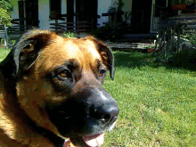 a close up of a dog 's face with its tongue out in front of a house