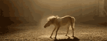 Shake It Off GIF - Horse Horses Equine GIFs