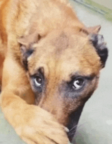 a close up of a dog laying down with its head on its paw
