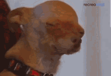 Perrito Look Away GIF - Perrito Look Away Puppy GIFs