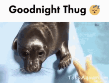 a picture of a seal with the words goodnight thug