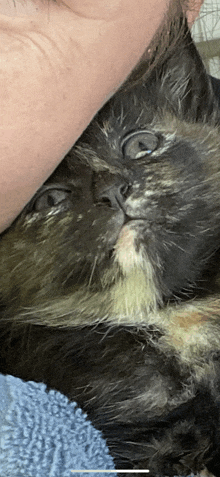 a close up of a cat laying on a person 's lap