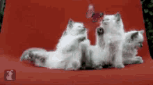 three white kittens are playing on a red couch with a butterfly in the background