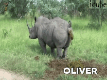 Oliver Poop GIF - Oliver Poop GIFs