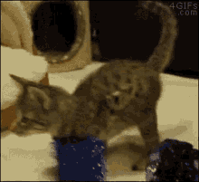 Playtime Cat GIF - Playtime Cat Kitten GIFs