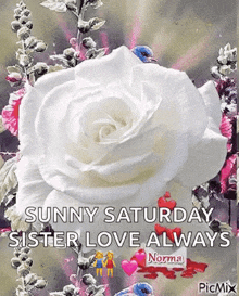Sun Shiny Live Every Day GIF - Sun Shiny Live Every Day White Rose GIFs