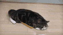 Cat Ayasan GIF