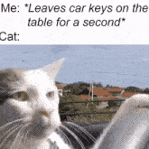 Car Cat GIF - Car Cat Driving GIFs