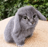 a small gray rabbit with long ears is sitting on a blanket .