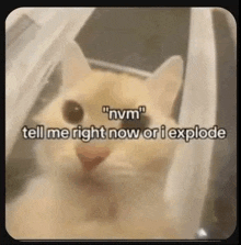 a cat is sitting in a plastic bag with the words `` nvm '' tell me right now or i explode .