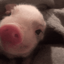 Cute Piglet GIF - Cute Piglet Pig GIFs