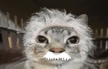 a cat wearing a fake lion 's mane and a fake mustache
