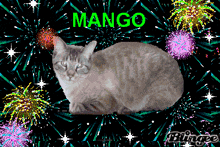 Mango Celebration GIF