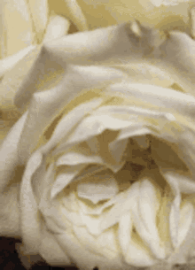 White Roses For Janet GIF