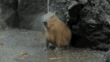 Animals Relax GIF - Animals Relax Chill GIFs