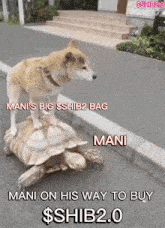Mani Crypto GIF - Mani Crypto Shib20 GIFs