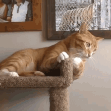 Cole And Marmalade Cat GIF - Cole And Marmalade Cat Freaked Out GIFs